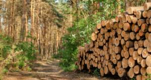 Když GPS lokátor pomáhá chránit přírodu – příběh z Krušných hor